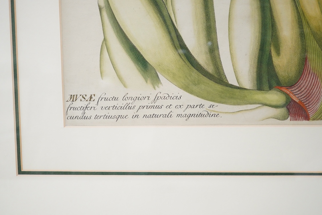 After C J Trew, Study of bananas, engraving inscribed in Latin, plate no. XIX, 44 x 29cm